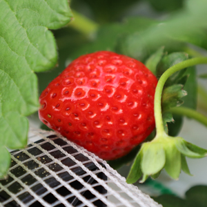 マリッサベリーファーム　いちご