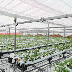 マリッサベリーファーム　ハウス